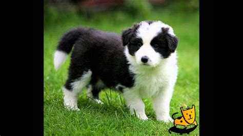 Top 10 Cutest Puppy Breeds Youtube