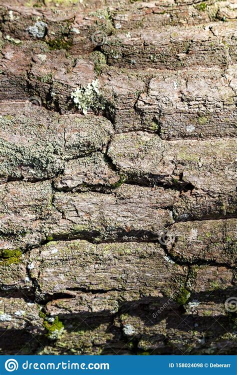 Cracked Tree Trunk Cross Section Close Up Isolated On White Background