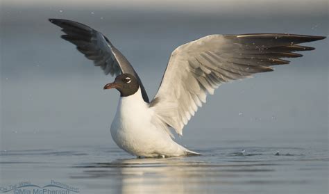 Franklins Gull And Laughing Gull Comparison Mia Mcphersons On The