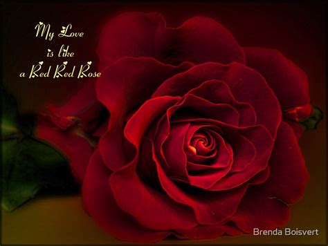 My Love Is Like A Red Red Rose By Brenda Boisvert Redbubble