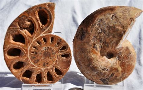 2750 Pair Ammonite Phylloceras V Shaped Nautiloid 110myo Fossil Large