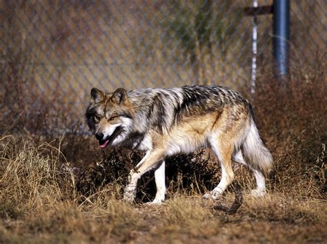 Mexican Grey Wolf Habitat