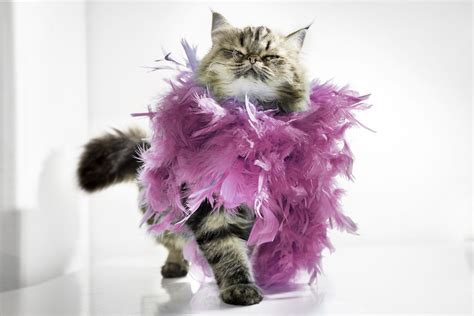 Celebrate National Cat Day With Photos Of Cats Wearing Clothes Cute