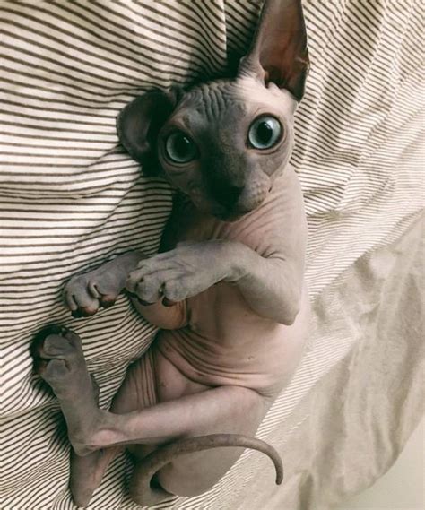 19 Reasons To Never Adopt A Sphynx The Paws Cute Hairless Cat Baby