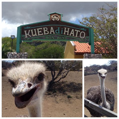 Hato Caves And Ostrich Farm › Ausflüge Curacao