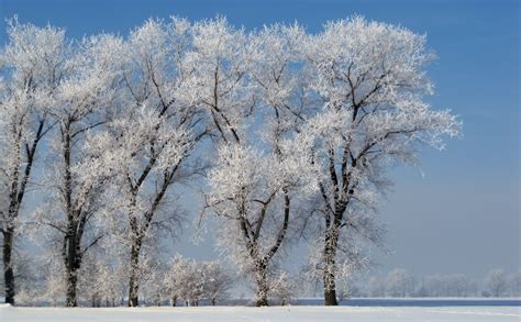 Free Images Tree Branch Blossom Snow Cold Winter Flower Frost