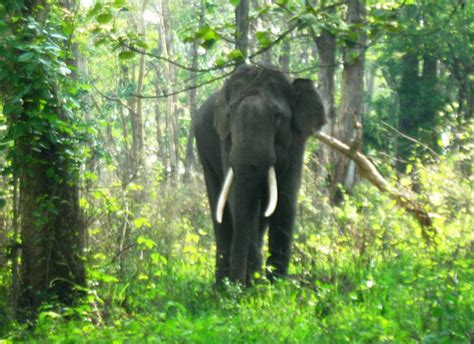 Mudumalai National Park Safari Timing How To Reach Best Time To Visit