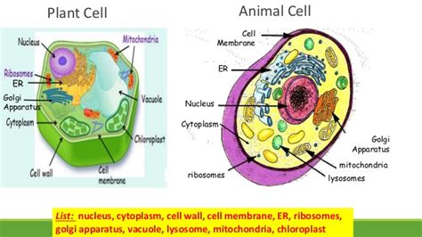 Lysosomes are isolated by sucrose density centrifugation. Plant vs animal cell 7th