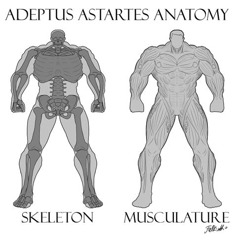 Artstation Adeptus Astartes Space Marine Anatomy Skeleton And Musculature Falkirth