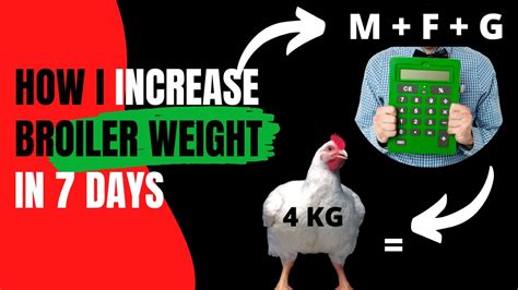 how i increase broiler weight in 7 days youtube