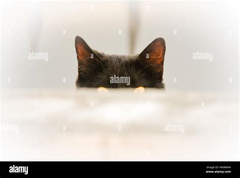 Cat Peeking Over Edge Of A Table Stock Photo Alamy