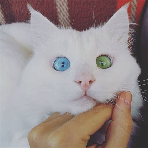 This Beautiful Fluffy Cross Eyed Cat Has The Most
