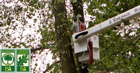 Tree And Shrub Care In Lancaster And Harrisburg Pa Tomlinson Bomberger