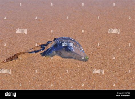 Portuguese Man O War Washed Up On A Beach Stock Photo Alamy