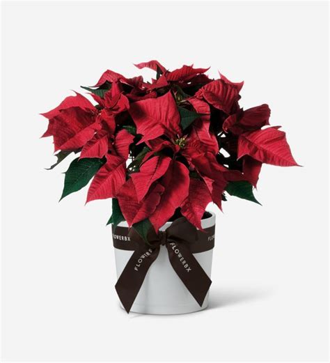 Red Poinsettia Plant Red Christmas Plants Delivery Certified B Corp