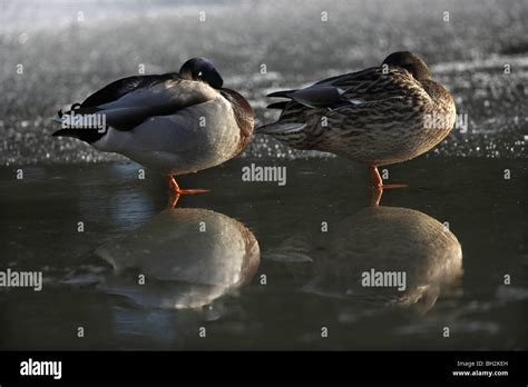 Mallard Anas Platyrhynchos Ducks Sleeping On Frozen Pond Stock Photo