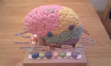 Pin De Almiux En Laboratorio Neurofisiologia Maqueta Del Cerebro Como Hacer Un Cerebro