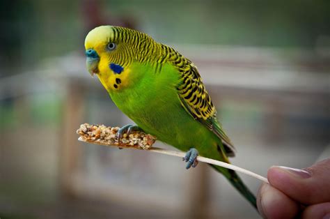 Learn All About Pet Budgie Birds