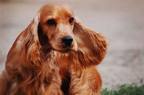 Common health problems in cocker spaniels. Cocker spaniel inglés, cuidados, comportamiento y ...