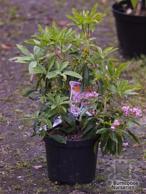 Kalmia Latifolia Carousel From Burncoose Nurseries