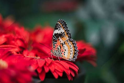 Papillon Mr