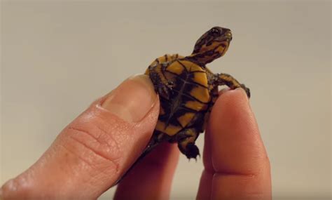 These Crazy Cute Baby Turtles Want Their Lake Back The Kid Should See