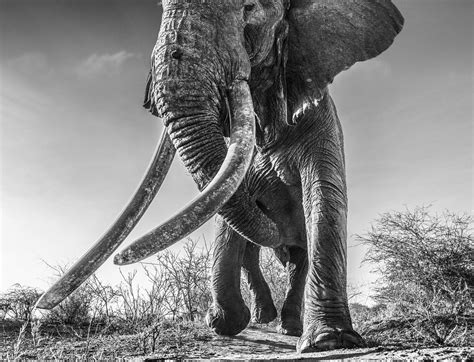 Photo Lugard — The Worlds Biggest Big Tusker Elephant By Wild Ark