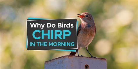 Why Do Birds Chirp In The Morning Birdwatching Buzz