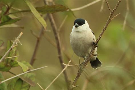 foto caboclinho coroado sporophila pileata por ivo zecchin wiki aves a enciclopédia das