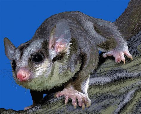 Mahogany Glider Blue Drawing By Joan Stratton