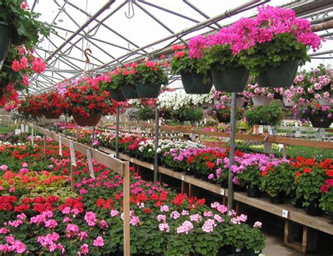 A nursery will not only supply all of the lush flowers and greenery you'll need for your yard, they also stock a bevy of perennial vegetables to be used in a home garden. Nursery Garden - Stress Buster