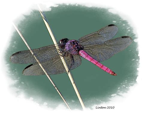 Dragonfly Digital Art By Larry Linton Fine Art America