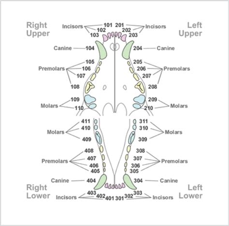The dental chart should diagram the teeth and their proximal relations in some form. FIGURE 3 Modified Triadan chart (canine). Courtesy of ...
