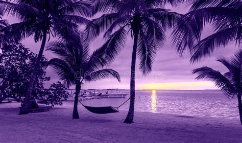 Palm Trees And Hammock On Tropical Beach Stock Image