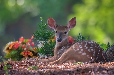 Cute Fawn Photograph By Medlin Photography Pixels