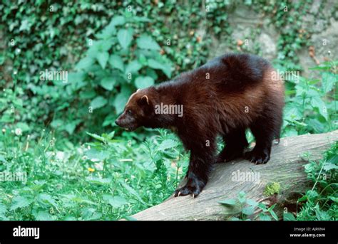 Wolverine Animal With Prey Hi Res Stock Photography And Images Alamy