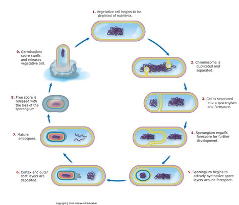 Sporulation Cycle In Bacillus