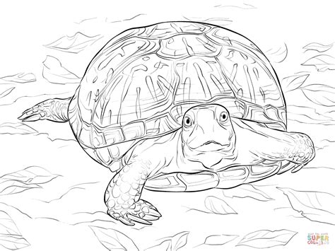 Look closely at the detailed designs on the turtles' shells. Realistic Ornate Box Turtle coloring page | Free Printable ...