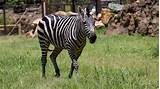 For example, stripes on a zebra's back may help thermoregulate, whereas stripes on the animal's legs — where zebras are more likely to get bitten by flies — may. Plains Zebra - Zoo Atlanta