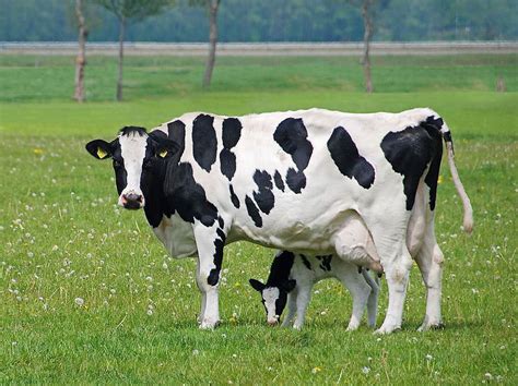 Feeding The Spring Calving Dairy Cow Quinns