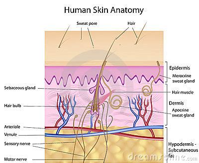 The skin has up to seven layers of ectodermal tissue and guards the underlying muscles, bones. Human Skin Anatomy, Labeled Version Royalty Free Stock ...