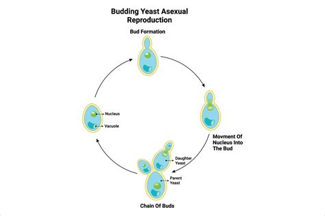 Budding Yeast Asexual Reproduction Graphic By Hamjaiu · Creative Fabrica
