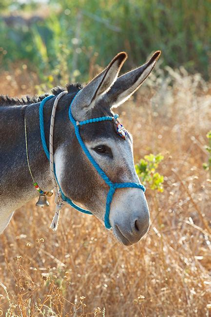 Donkey Animal Stock Photos Kimballstock