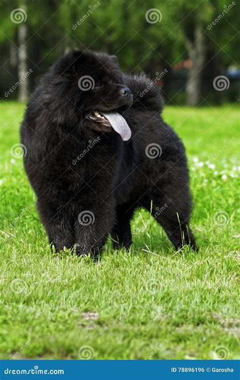Fluffy Dog Breeds Chow Chow Black Walks In The Summer Stock Photo