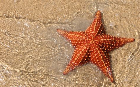 9 Cool Facts About Starfish