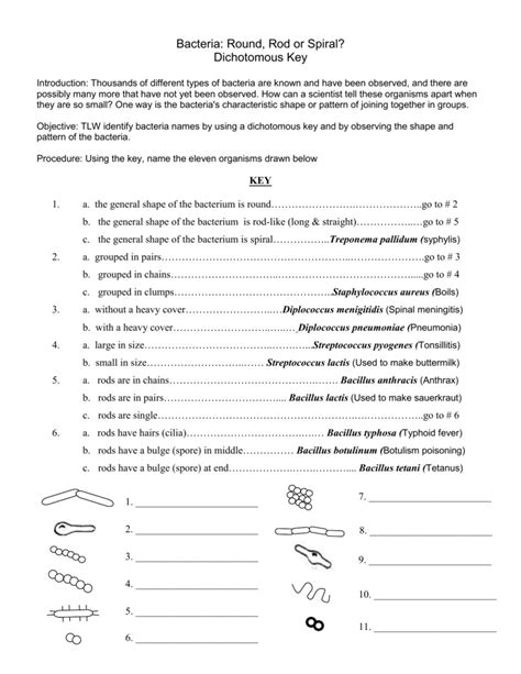 Identifying Unknown Bacteria Worksheet Answers