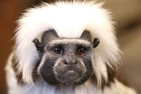 Blackpool Zoo Celebrates The Year Of The Monkey Discover Animals