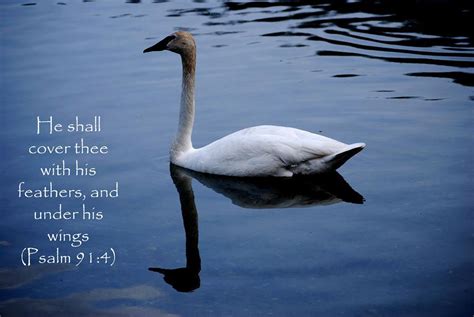 Swan Bible Quote By Michelle Barlondsmith Good Afternoon Images Hd