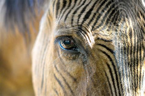 Picture Of A Half Zebra And Half Horse Zebroid Picture By Nikolai