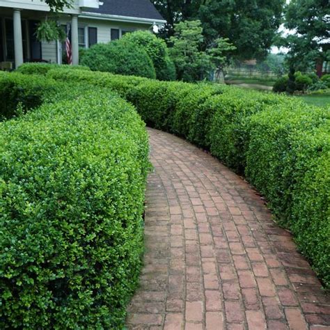 Buxus Microphylla Var Japonica Green Beauty Green Beauty Boxwood